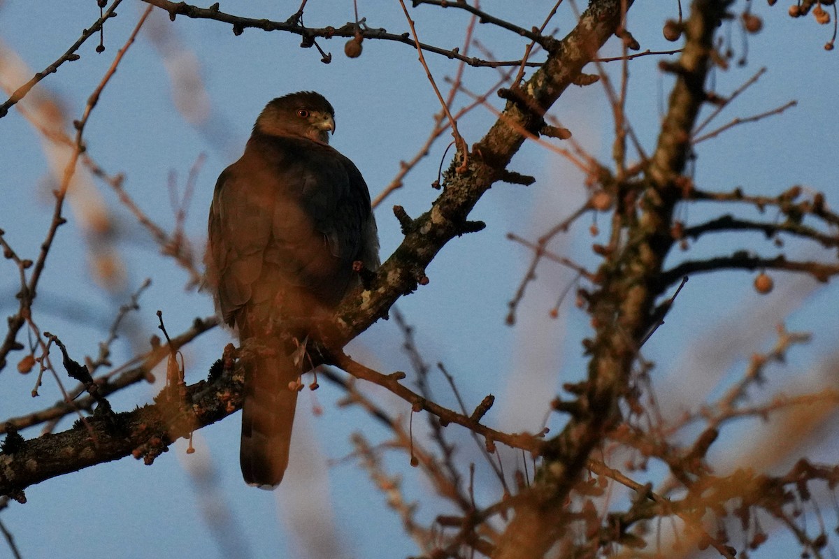 Cooper's Hawk - ML405495291