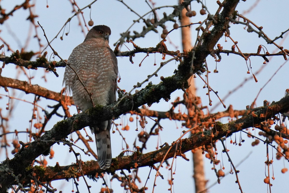 Cooper's Hawk - ML405495721