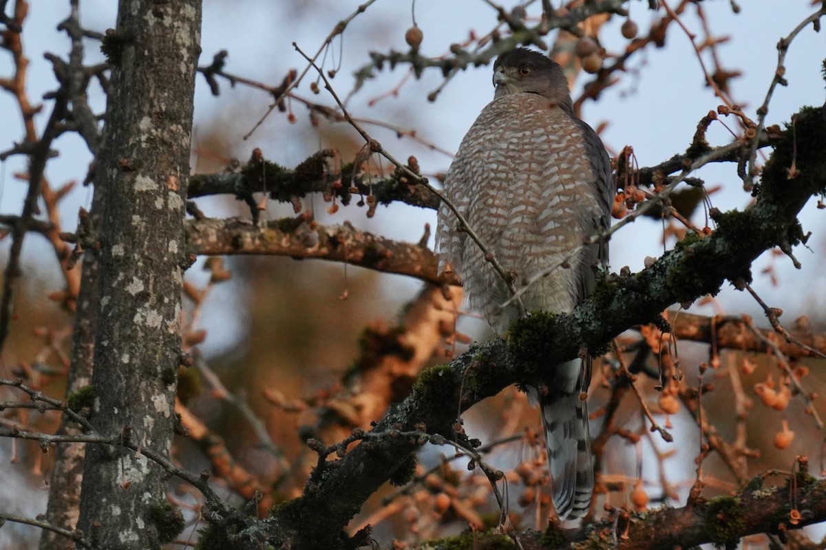 Cooper's Hawk - ML405495891
