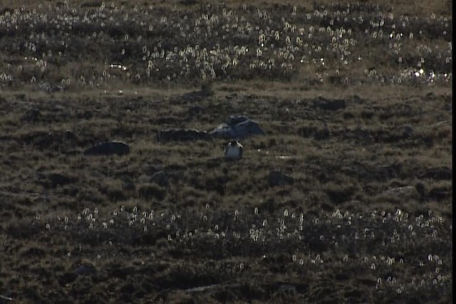 Long-tailed Jaeger - ML405496