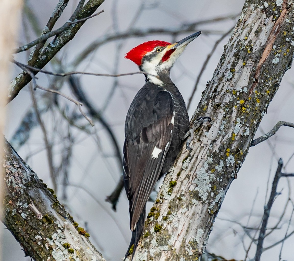 Pileated Woodpecker - ML405496961