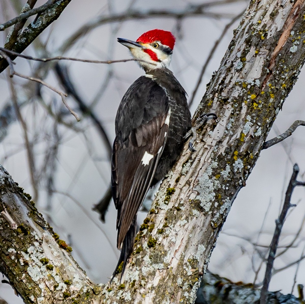 Pileated Woodpecker - ML405496971