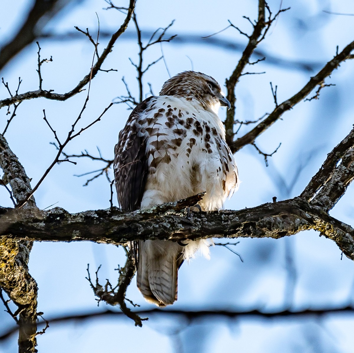 Red-tailed Hawk - ML405497111
