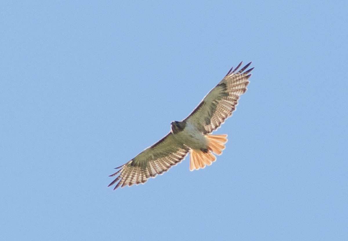 Red-tailed Hawk - ML405499051