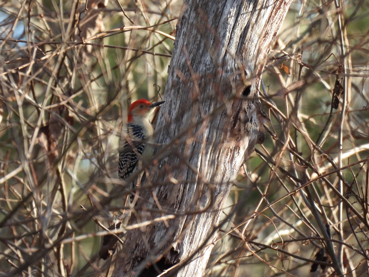 Red-bellied Woodpecker - Paige Richardson