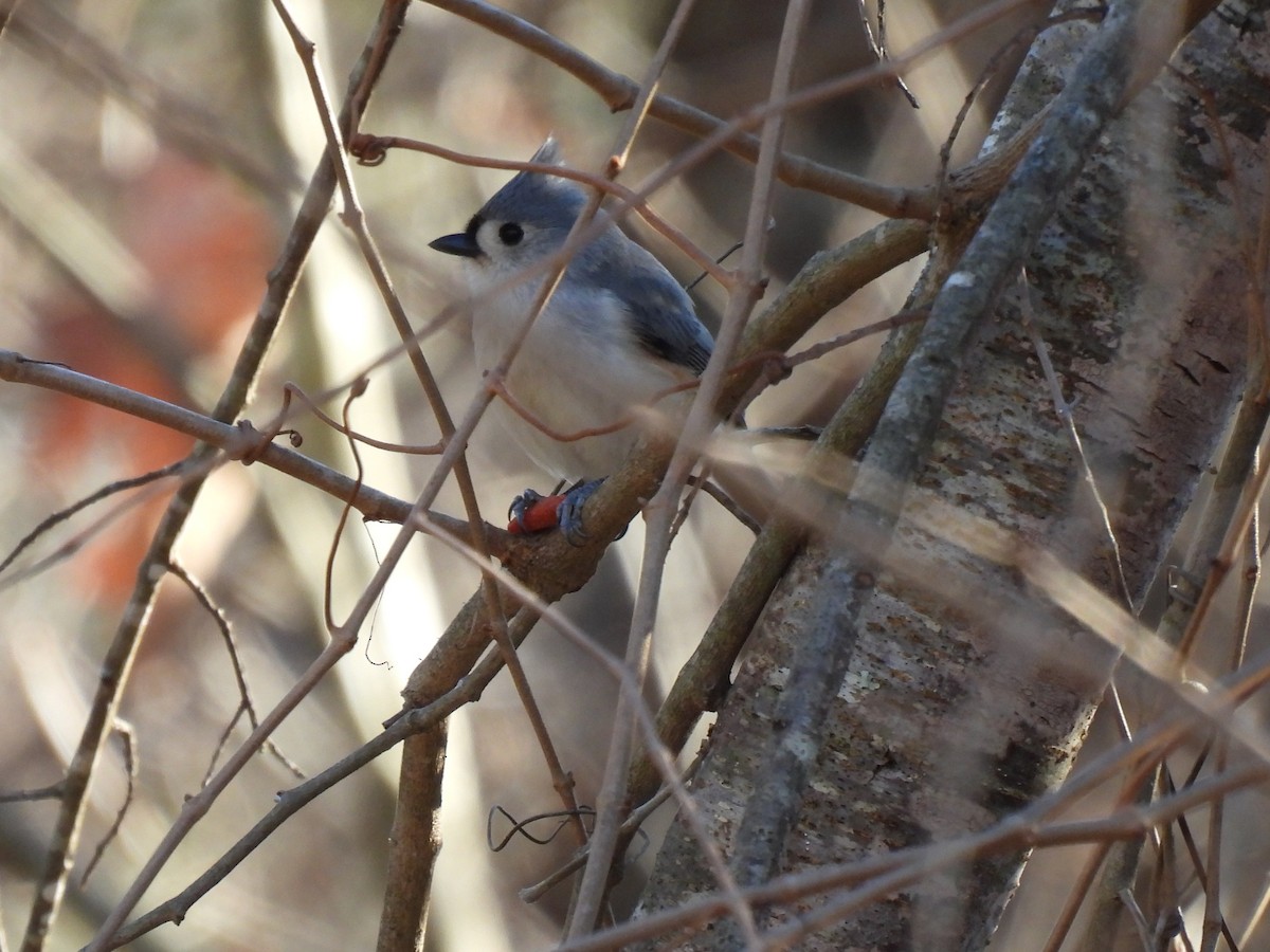 Tufted Titmouse - ML405499571