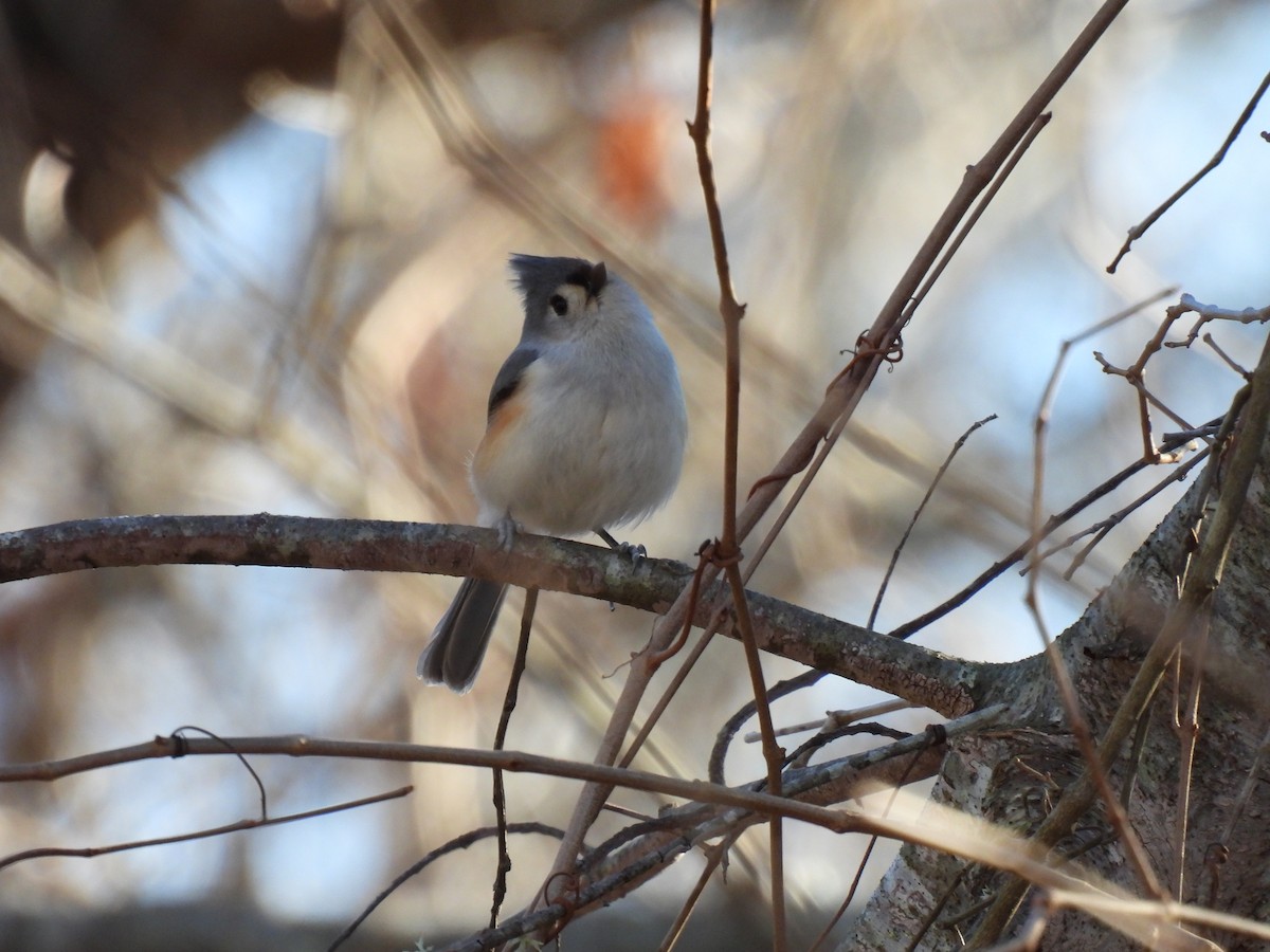 Tufted Titmouse - ML405499581