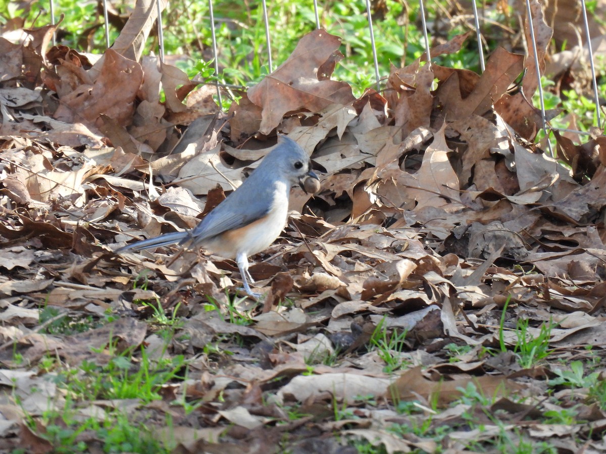 Tufted Titmouse - ML405499601