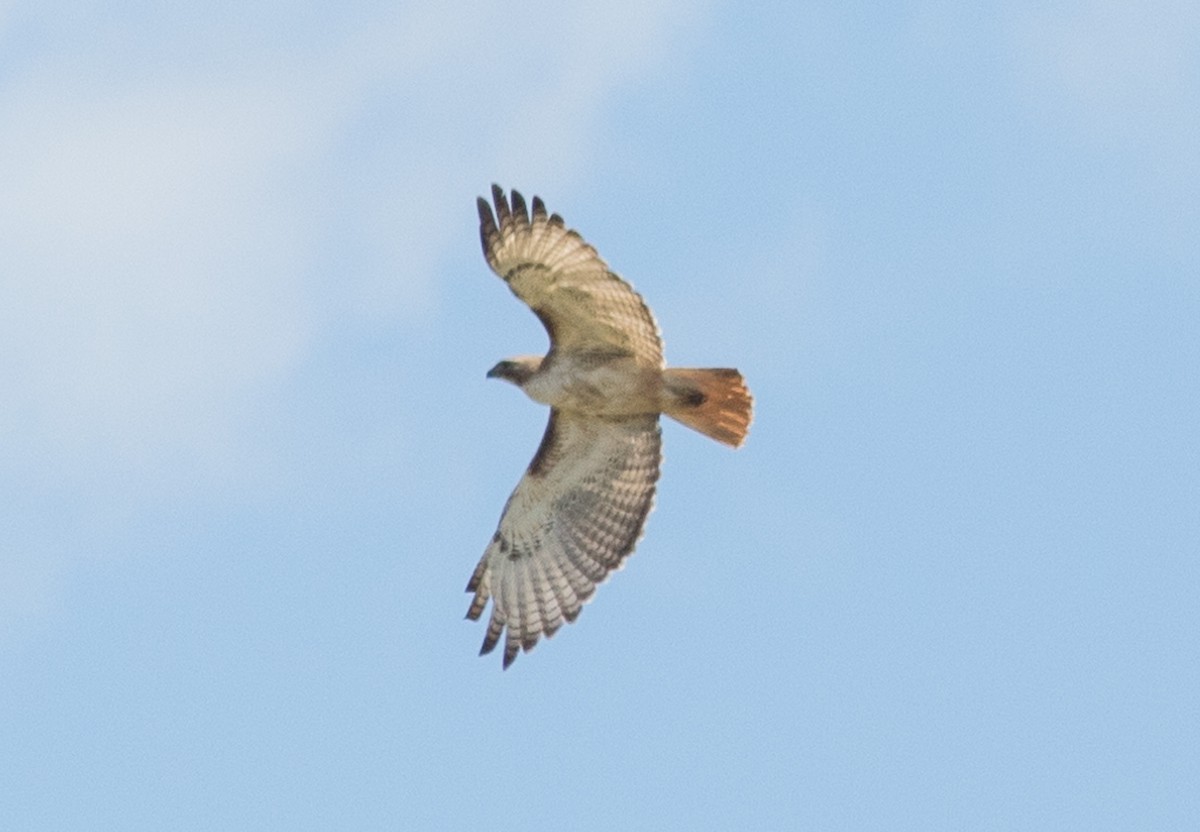 Red-tailed Hawk - ML405500911