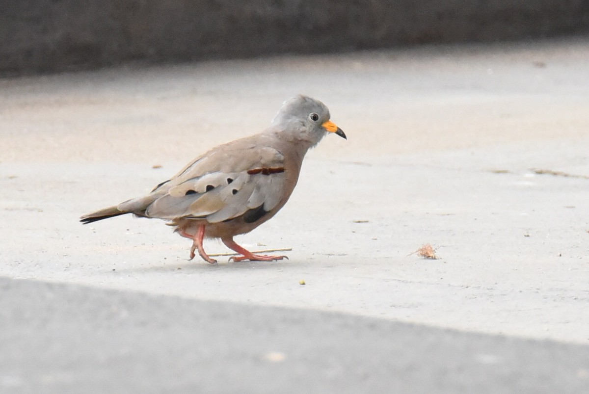 Croaking Ground Dove - ML405502581