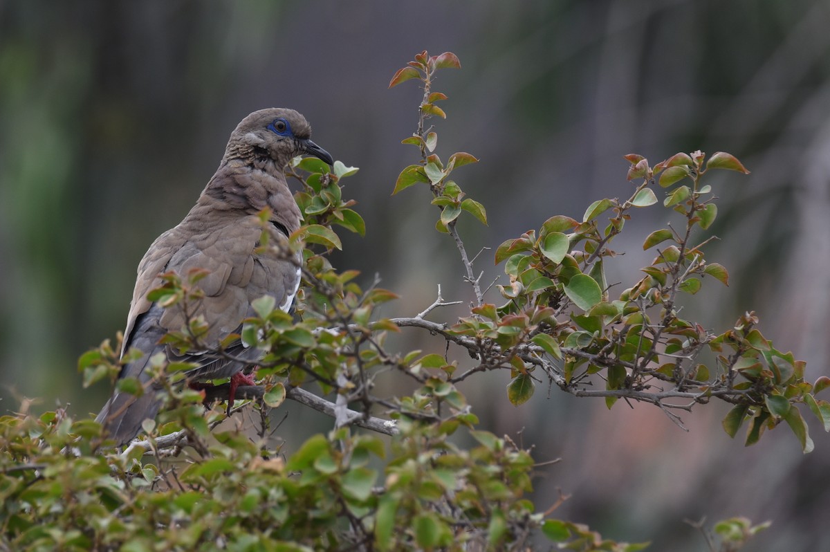 West Peruvian Dove - ML405502841