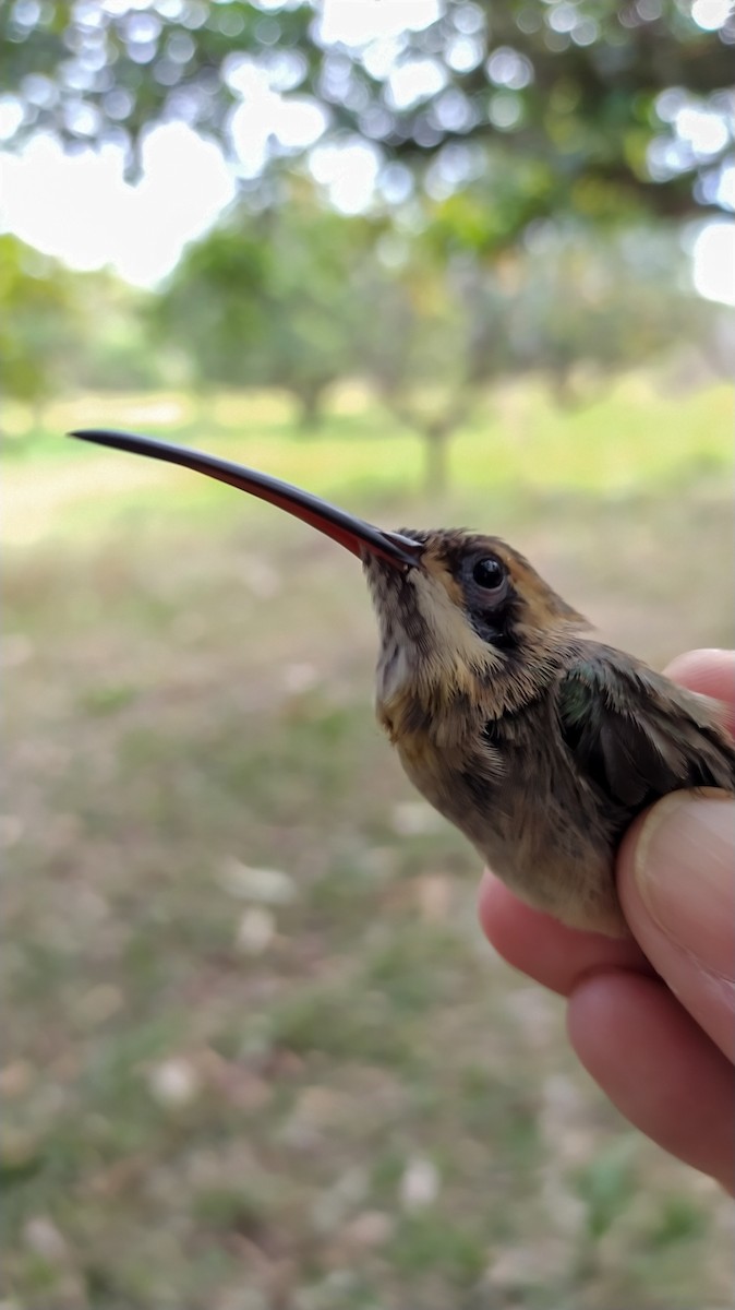 kolibřík dlouhozobý - ML405503241
