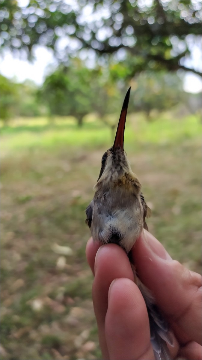 Great-billed Hermit - ML405503251