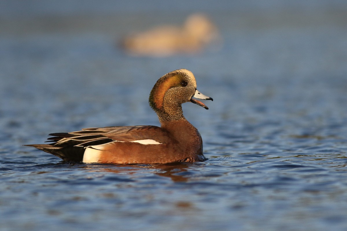 American Wigeon - Sean McElaney