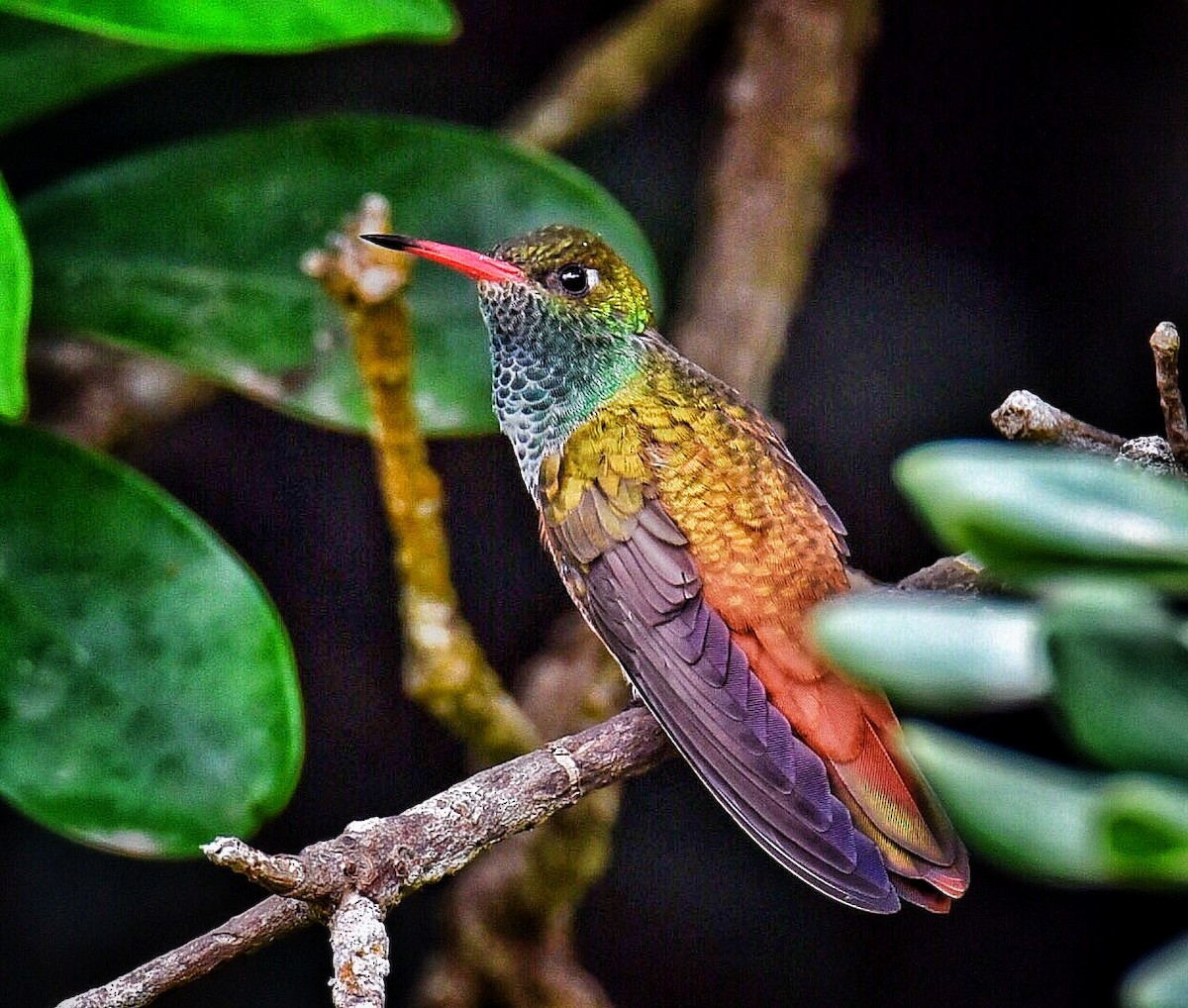 Amazilia Hummingbird - ML405504321
