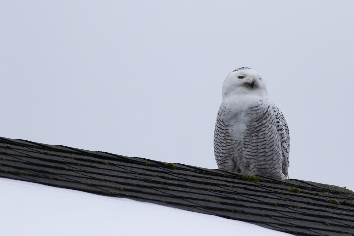 Snowy Owl - ML405504601