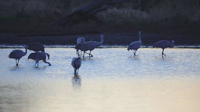 Sandhill Crane - ML405505381