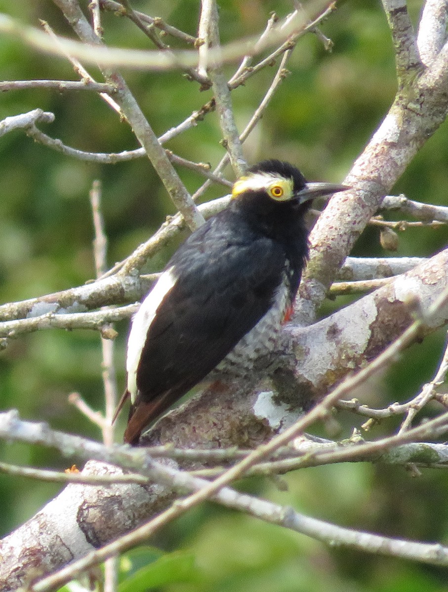 Yellow-tufted Woodpecker - ML405505581