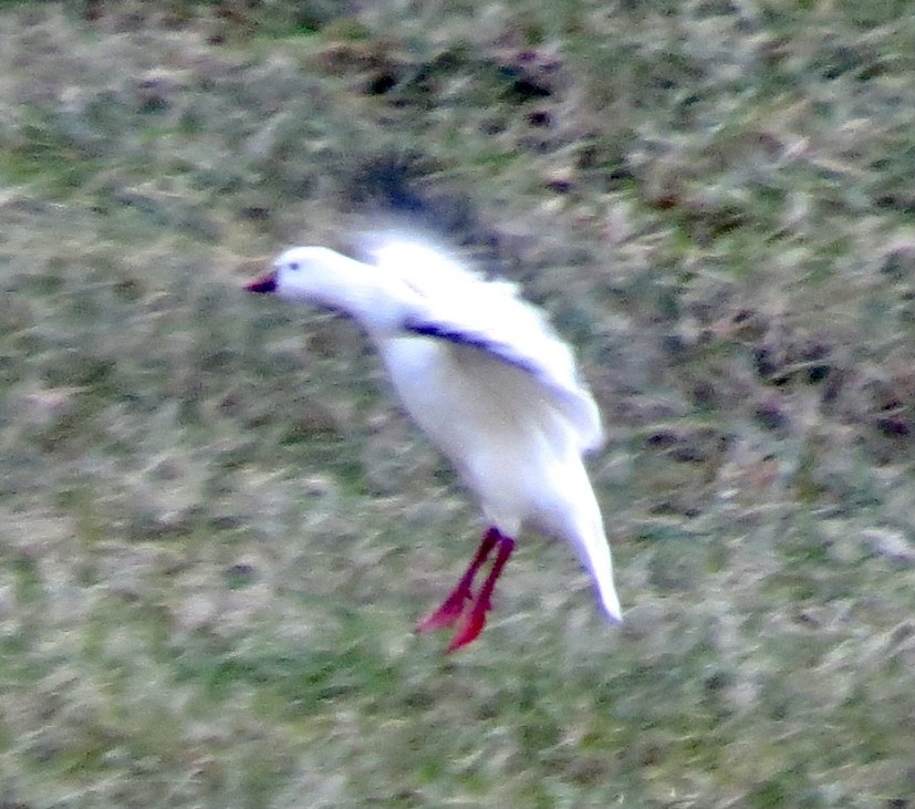 Ross's Goose - Karen Mammone