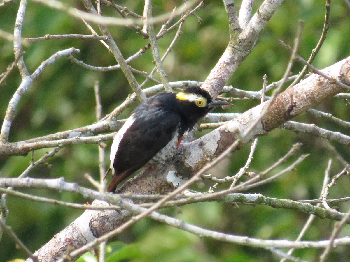 Yellow-tufted Woodpecker - ML405505701