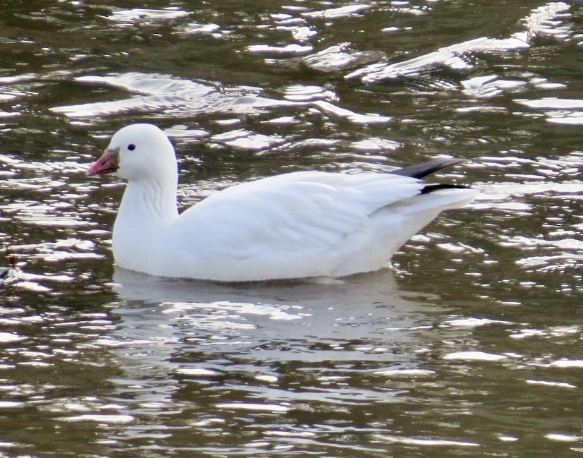 Ross's Goose - Karen Mammone