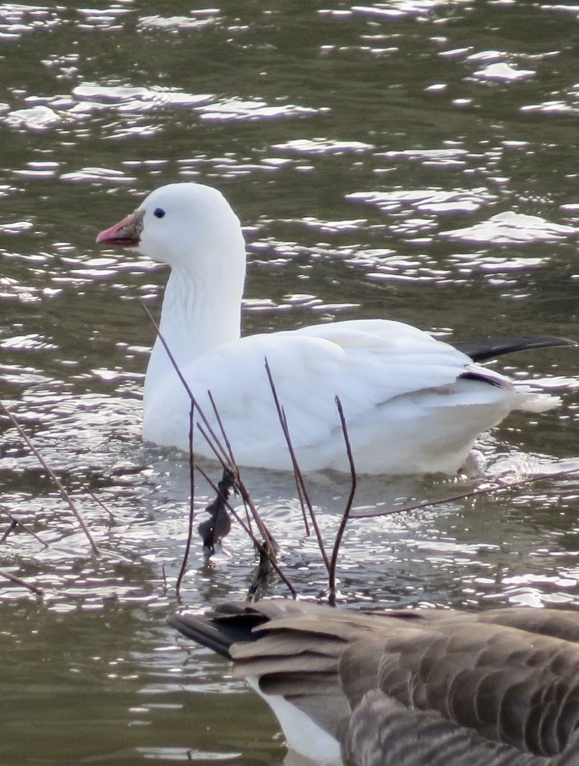 Ross's Goose - Karen Mammone