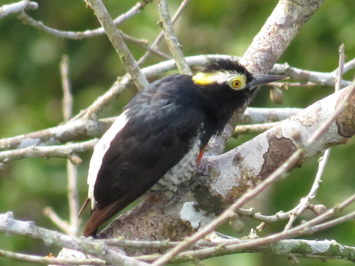 Yellow-tufted Woodpecker - Jenna Atma