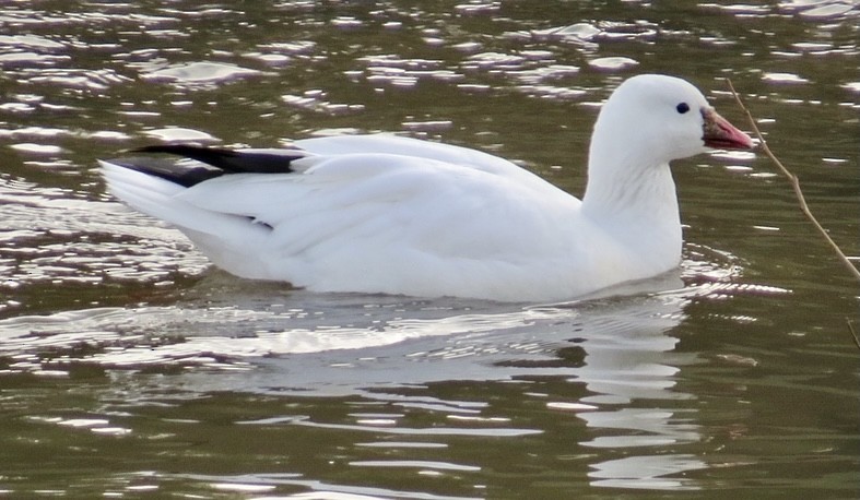 Ross's Goose - Karen Mammone