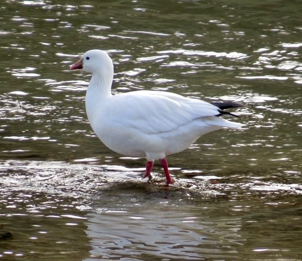 Ross's Goose - ML405505981