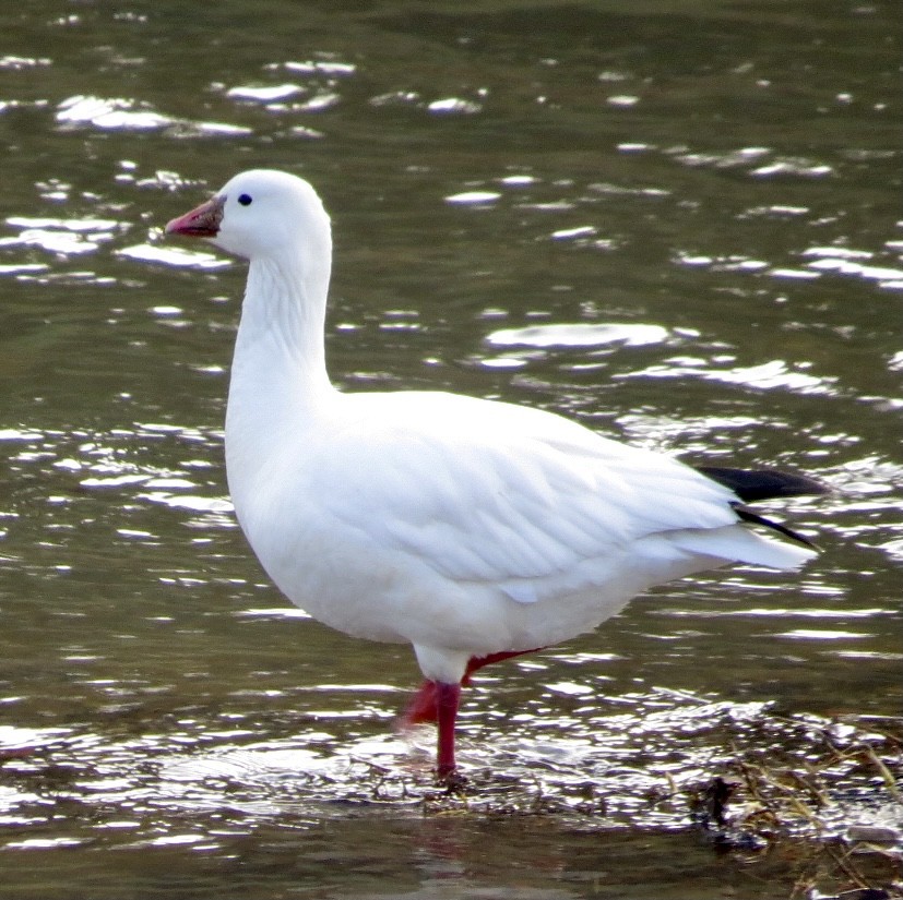 Ross's Goose - Karen Mammone