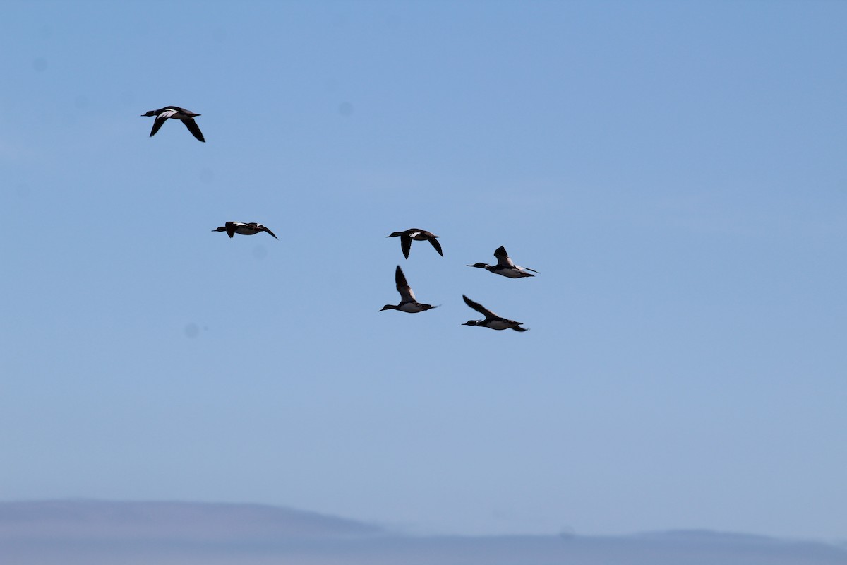 Red-breasted Merganser - ML405506101