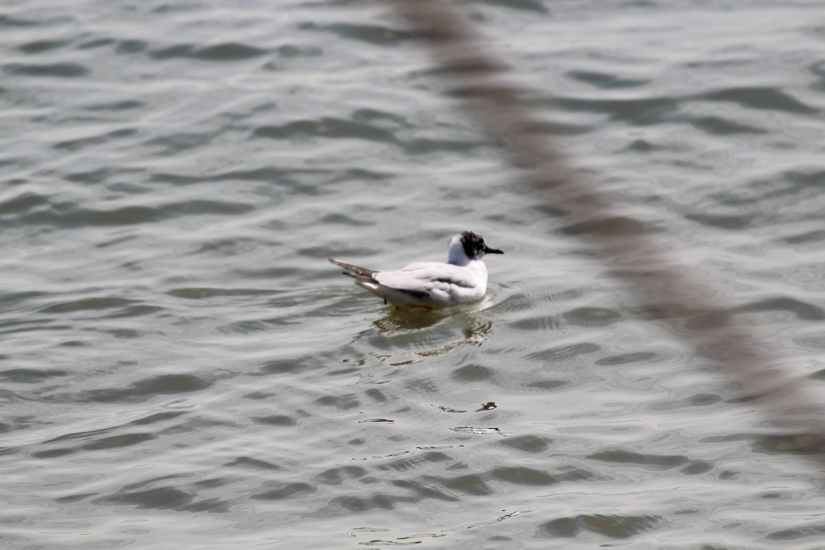 Gaviota de Bonaparte - ML405506281