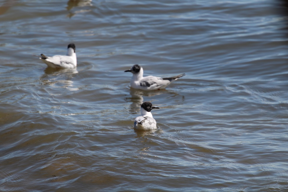 Bonaparte's Gull - Jeremy Proeschel