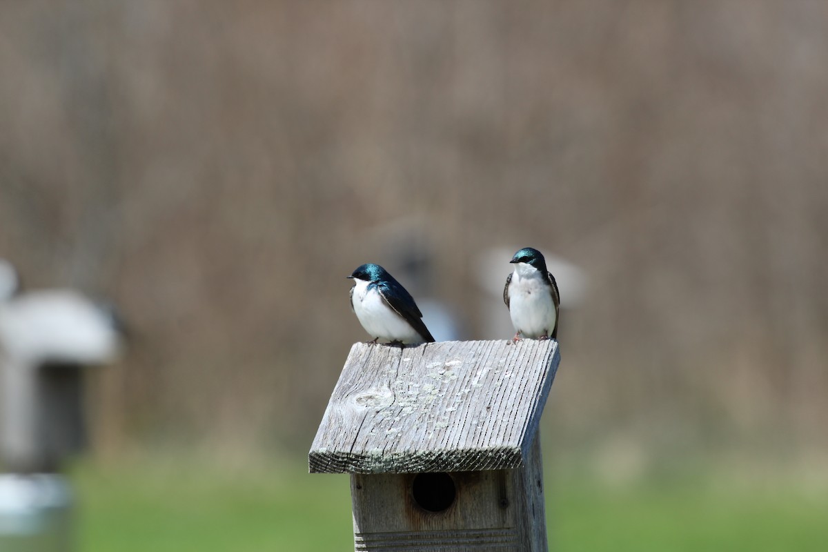 Tree Swallow - ML405506691