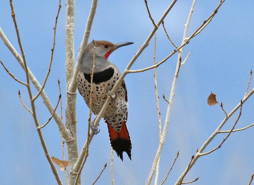 Northern Flicker - ML40550761
