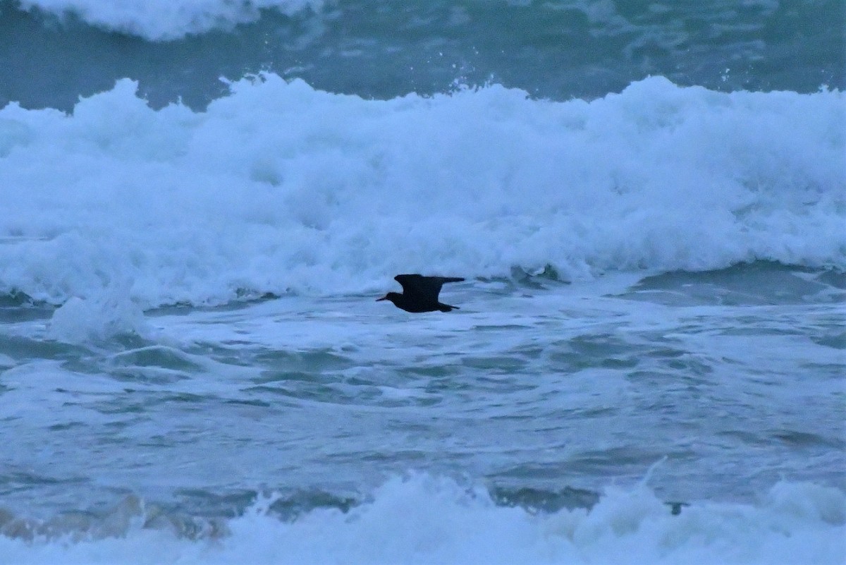 Sooty Oystercatcher - Sam Adams