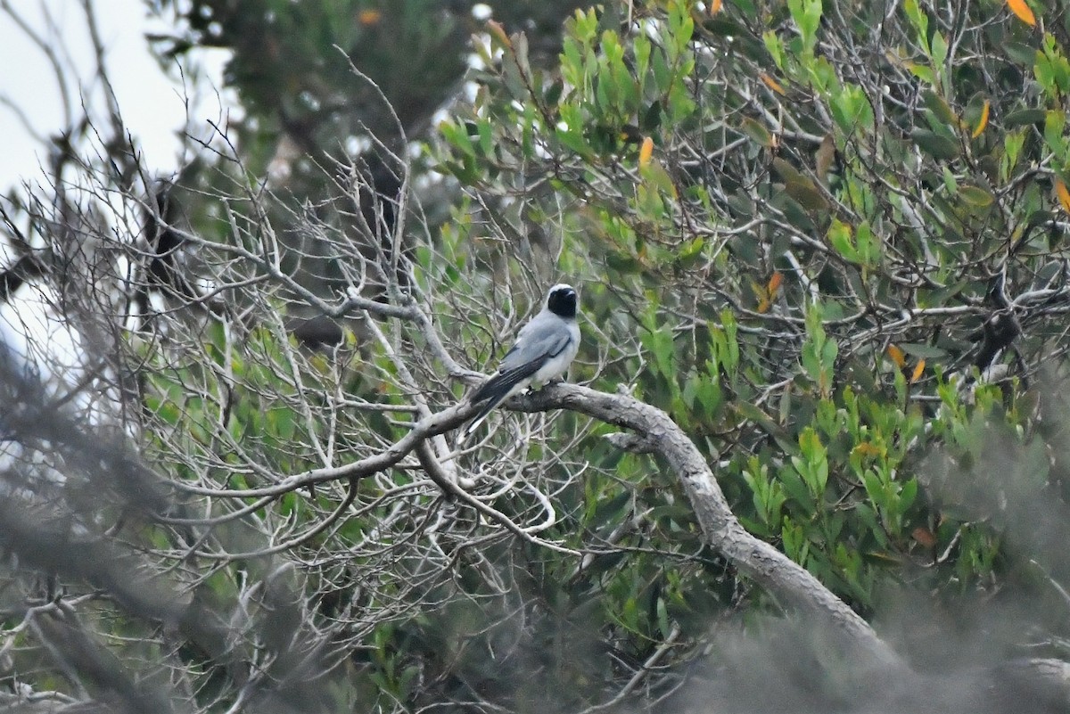 Black-faced Cuckooshrike - ML405508801