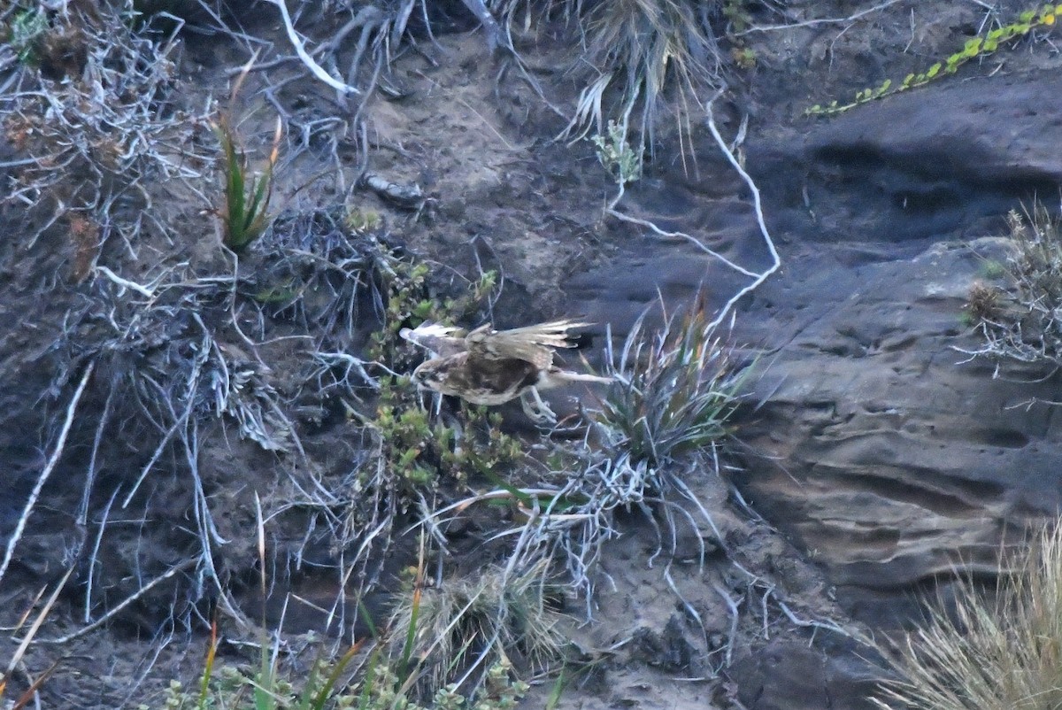 Brown Falcon - ML405508911