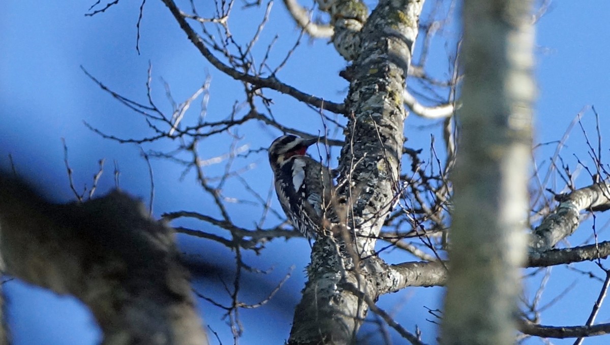 Yellow-bellied Sapsucker - ML405510531