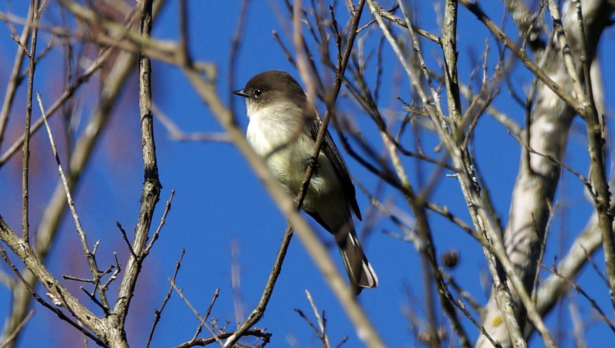 Eastern Phoebe - ML405510591