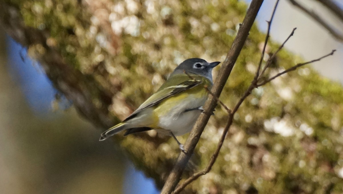 Vireo Solitario - ML405510771