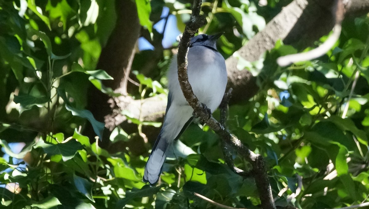 Blue Jay - Skipper Anding