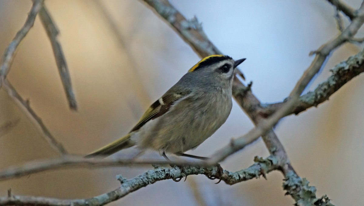 Golden-crowned Kinglet - ML405511111