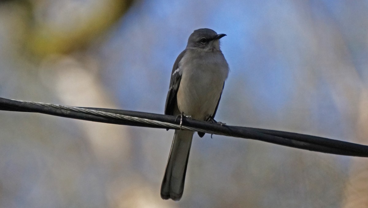 Northern Mockingbird - ML405511211