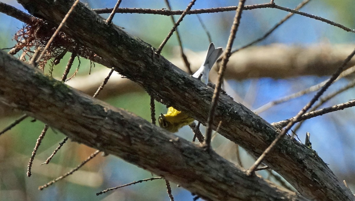 Pine Warbler - ML405511311