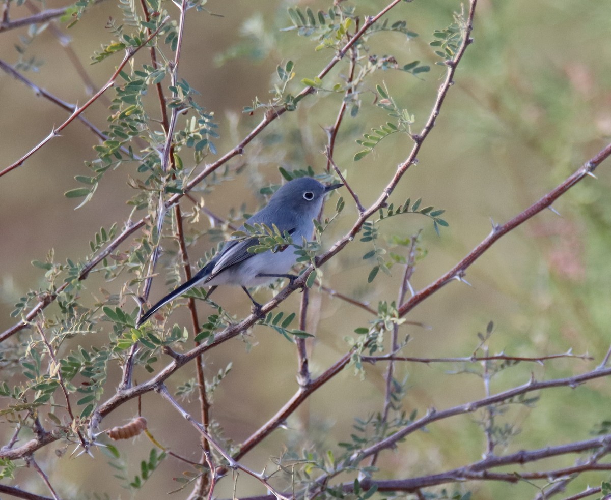 Blue-gray Gnatcatcher - ML405511401