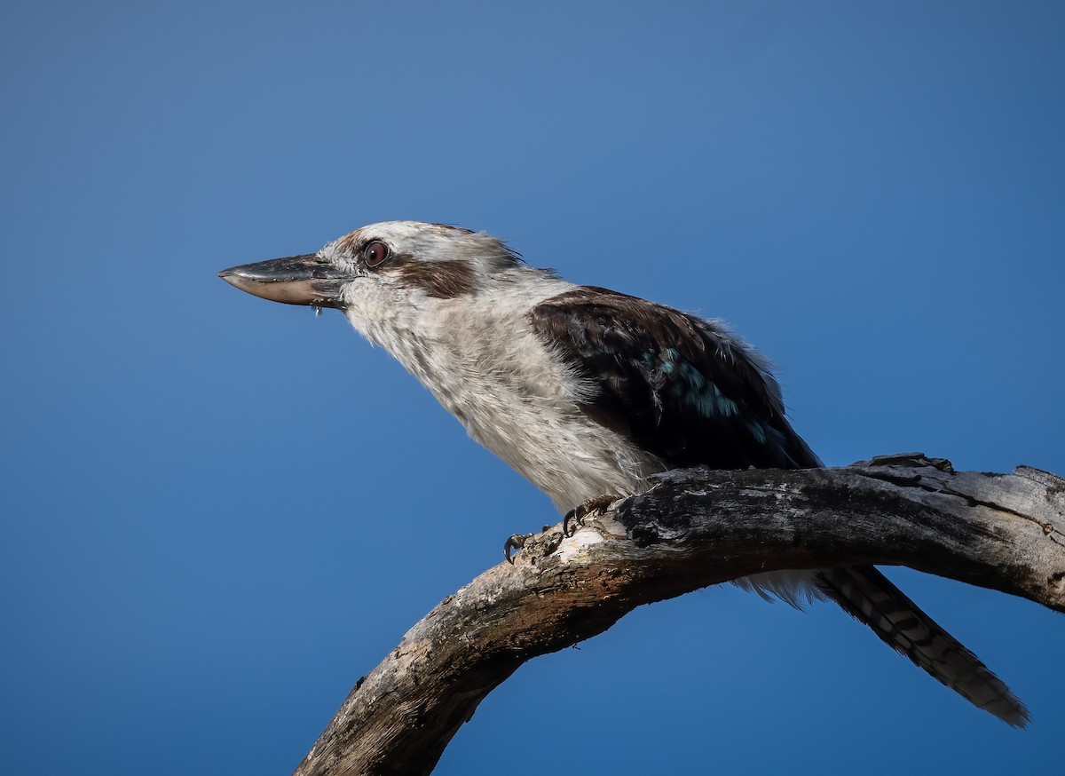 Cucaburra Común - ML405511581