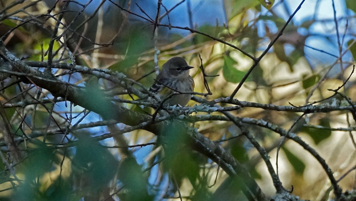 Yellow-rumped Warbler - ML405511651