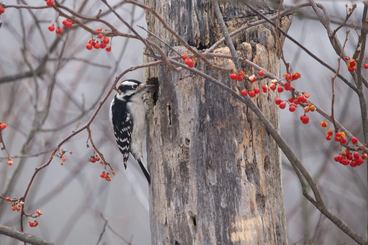 Downy Woodpecker - Aaron Carroll