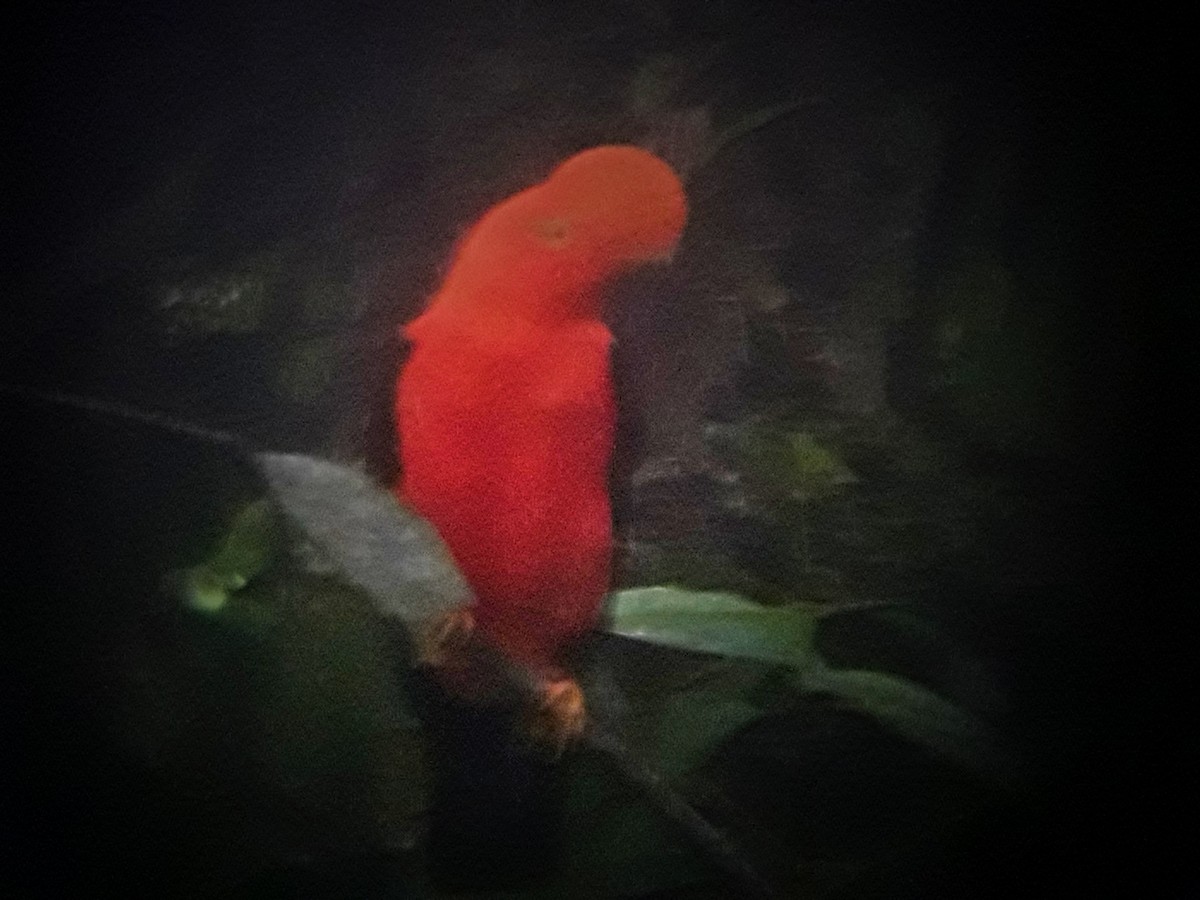 Andean Cock-of-the-rock - ML405515531